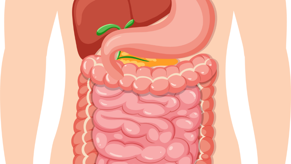 Osteopatia e Sistema digestivo